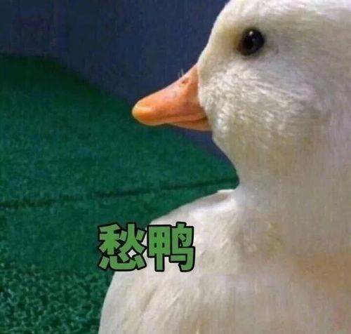 鸭王电影手机在线观看,手机在线观看,畅享视听盛宴 第3张 鸭王电影手机在线观看,手机在线观看,畅享视听盛宴 第3张